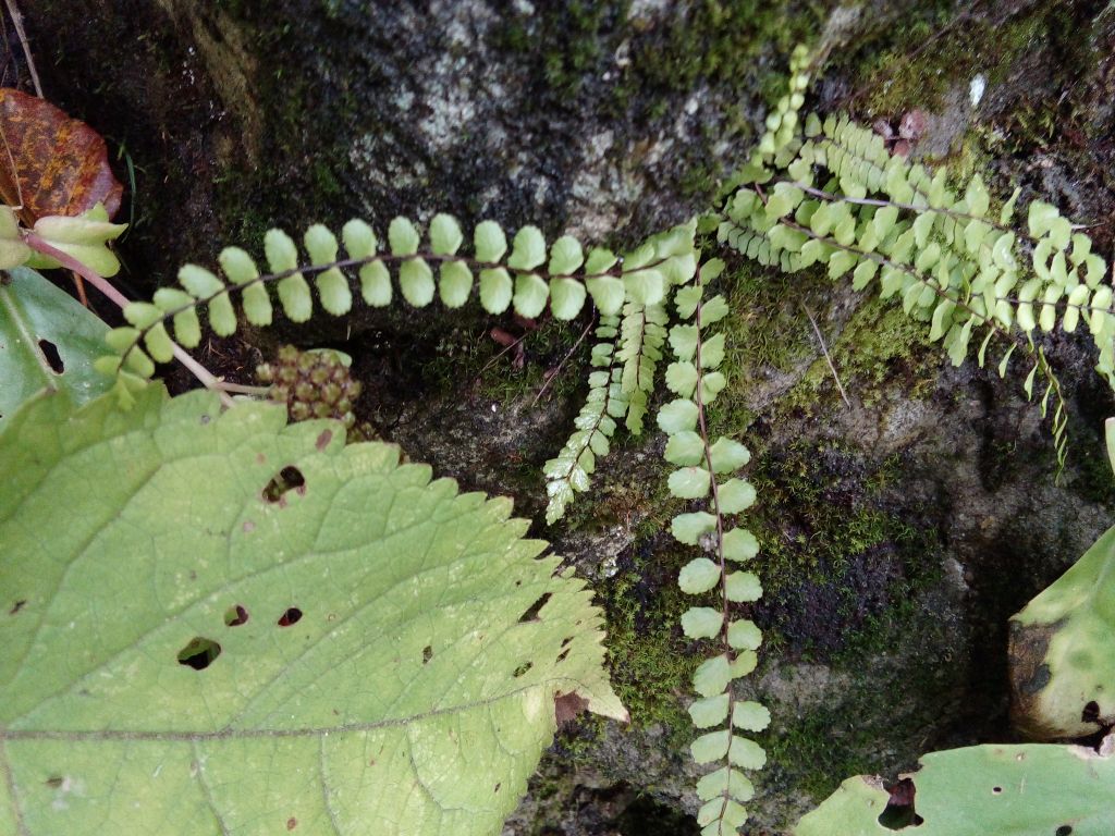 Asplenium trichomanes L.