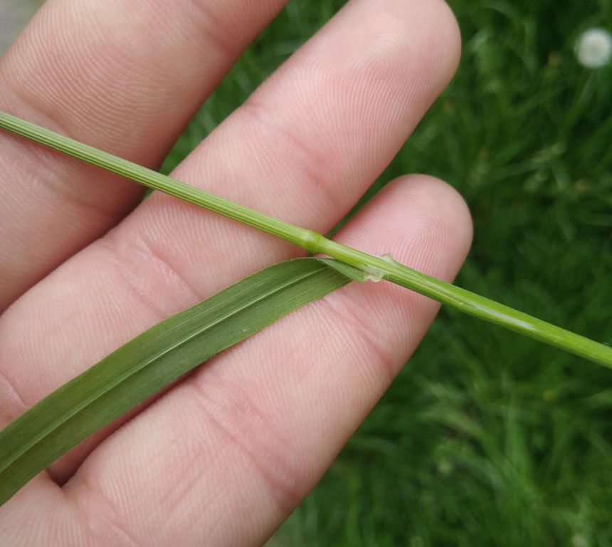 Bromus sterilis L.