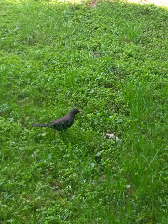 Turdus merula Linnaeus, 1758