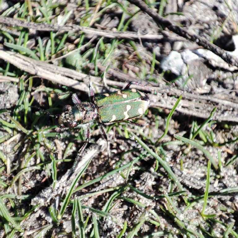 Cicindela (Cicindela) campestris Linnaeus, 1758