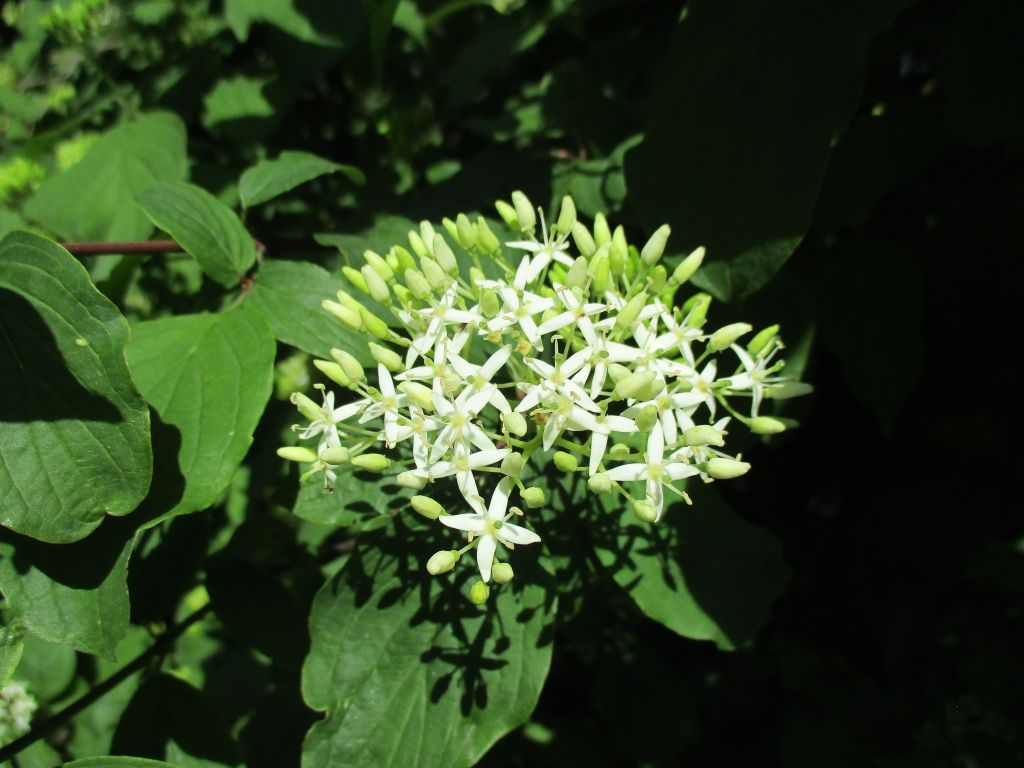 Cornus sanguinea L.
