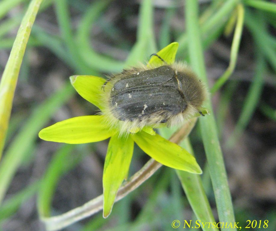 Tropinota (Epicometis) hirta (Poda, 1761)