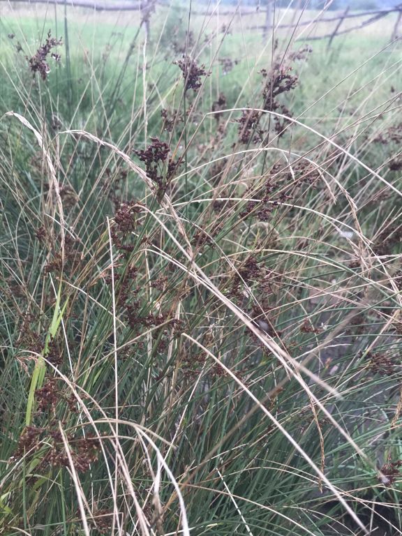 Juncus inflexus L.