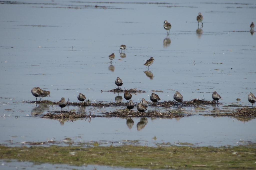 Calidris alpina (Linnaeus, 1758)