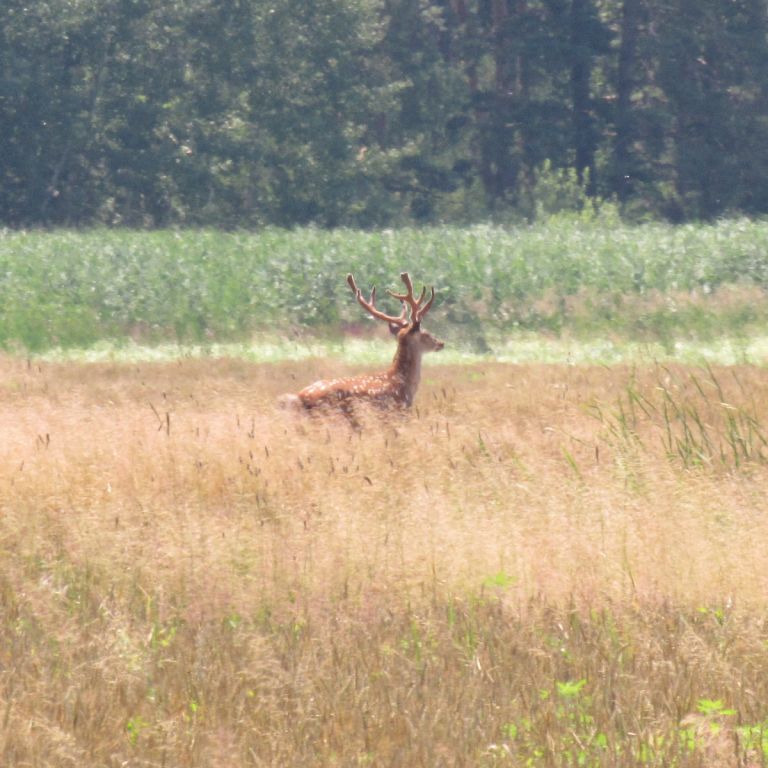 Cervus elaphus Linnaeus, 1758