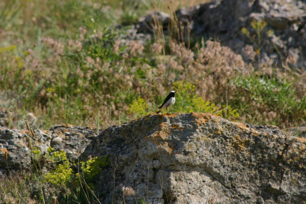 Oenanthe pleschanka (Lepechin, 1770)