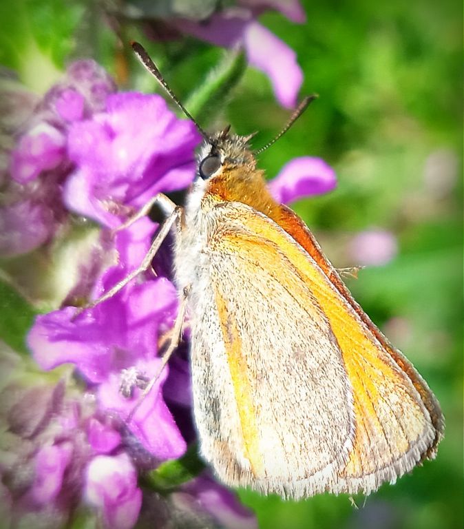 Thymelicus sylvestris (Poda von Neuhaus, 1761)