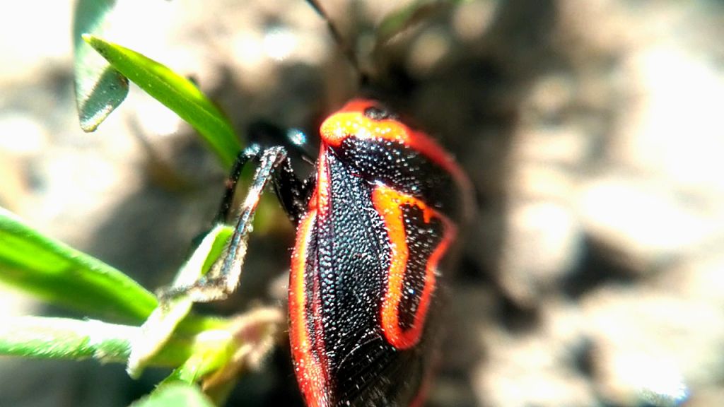 Perillus bioculatus (Fabricius, 1775)