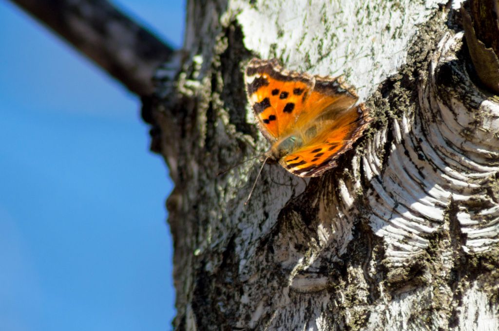 Nymphalis xanthomelas (Esper, 1781)