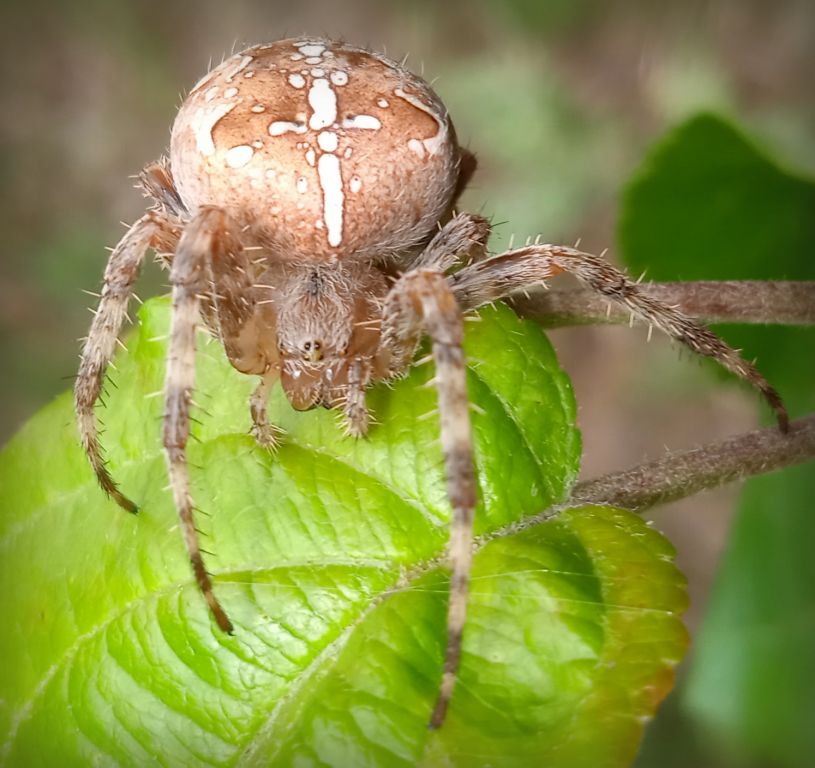 Araneus diadematus Clerck, 1757