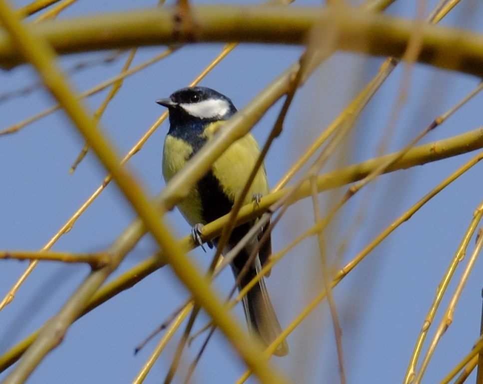 Parus major Linnaeus, 1758