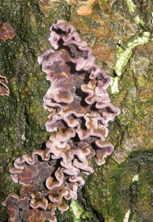 Chondrostereum purpureum (Pers.) Pouzar