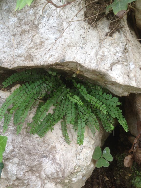 Asplenium trichomanes L.