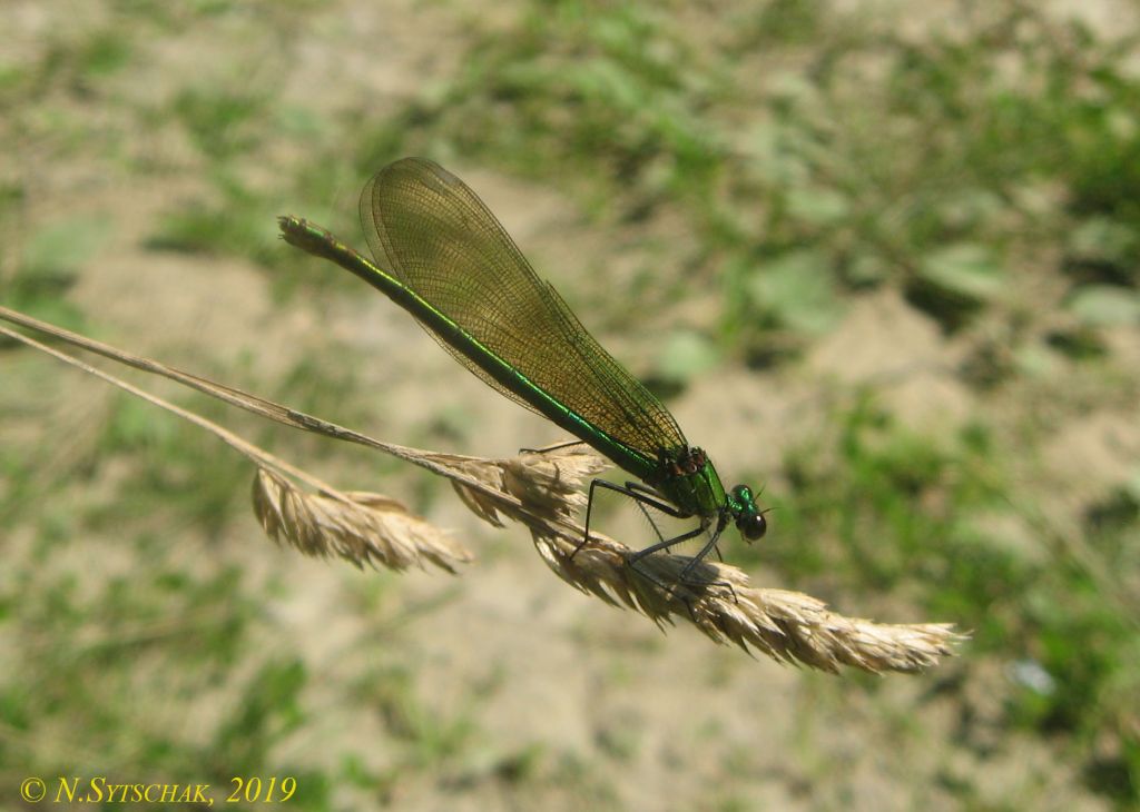 Calopteryx splendens (Harris, 1782)