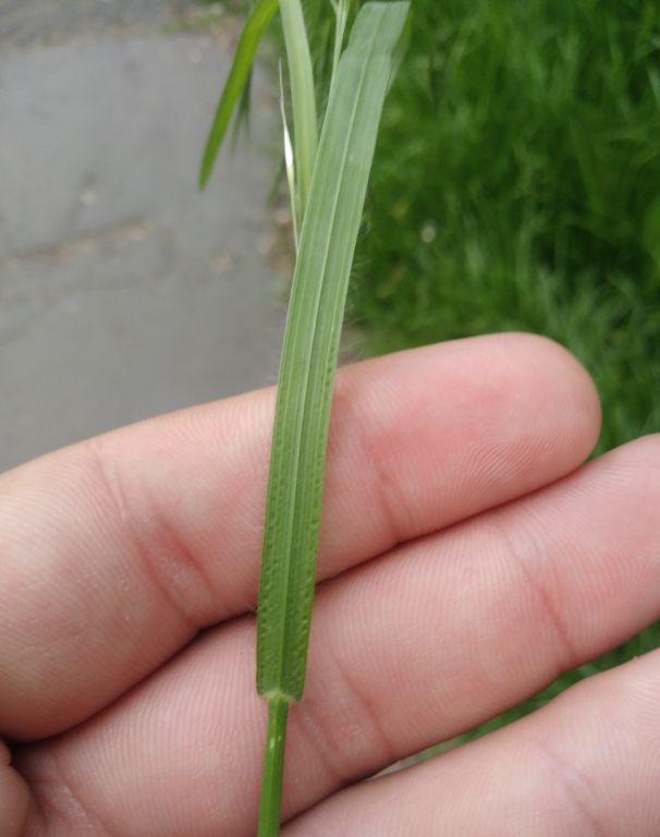 Bromus sterilis L.
