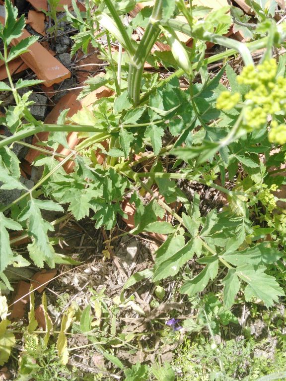 Pastinaca sativa L.