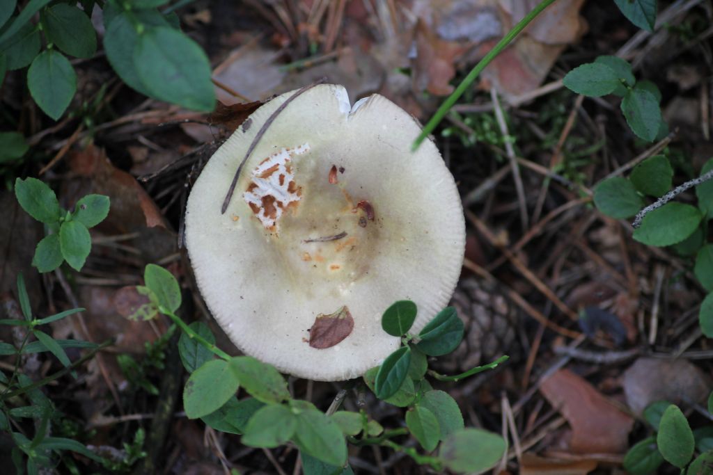 Russula