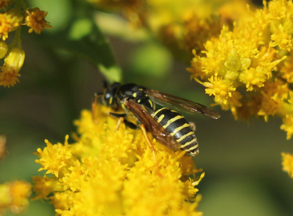 Polistes nimpha (Christ, 1791)