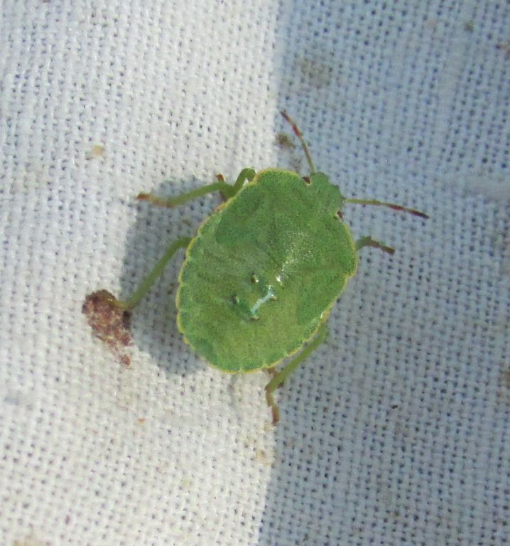 Palomena prasina (Linnaeus, 1761)