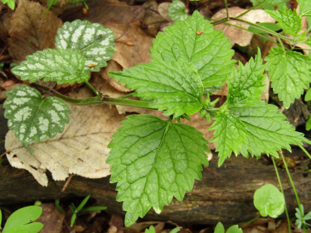 Lamium galeobdolon (L.) L.