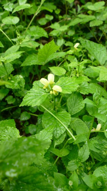 Lamium galeobdolon (L.) L.