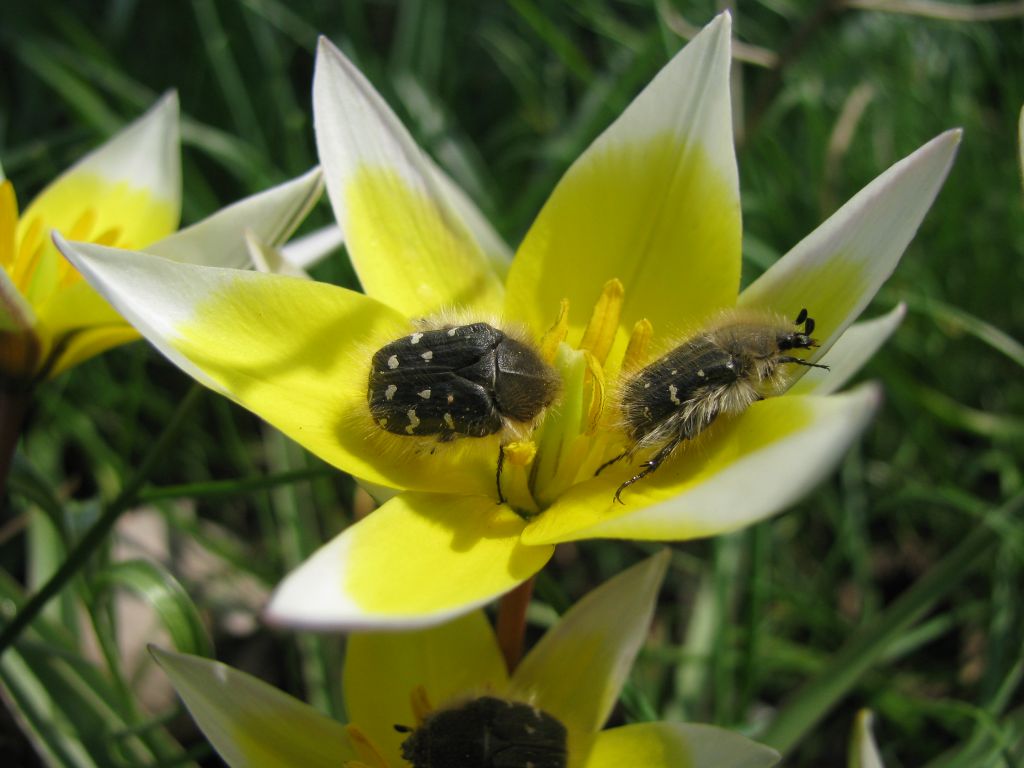 Tropinota (Epicometis) hirta (Poda, 1761)