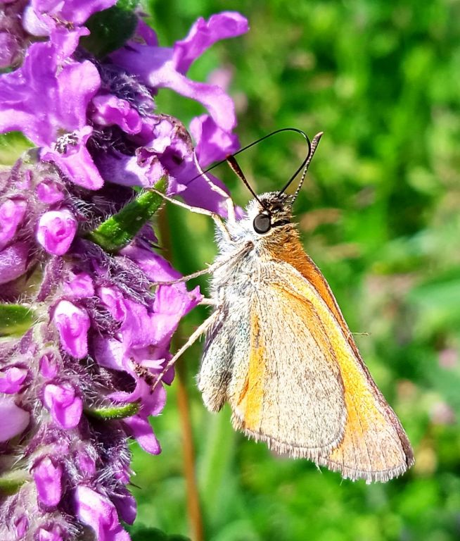 Thymelicus sylvestris (Poda von Neuhaus, 1761)