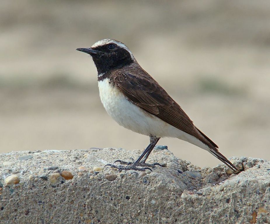Oenanthe pleschanka (Lepechin, 1770)