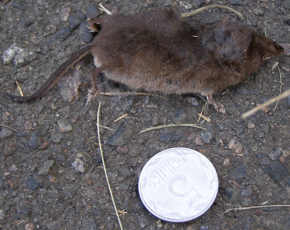 Sorex araneus Linnaeus, 1758