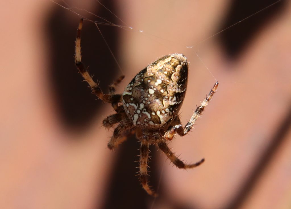 Araneus diadematus Clerck, 1757