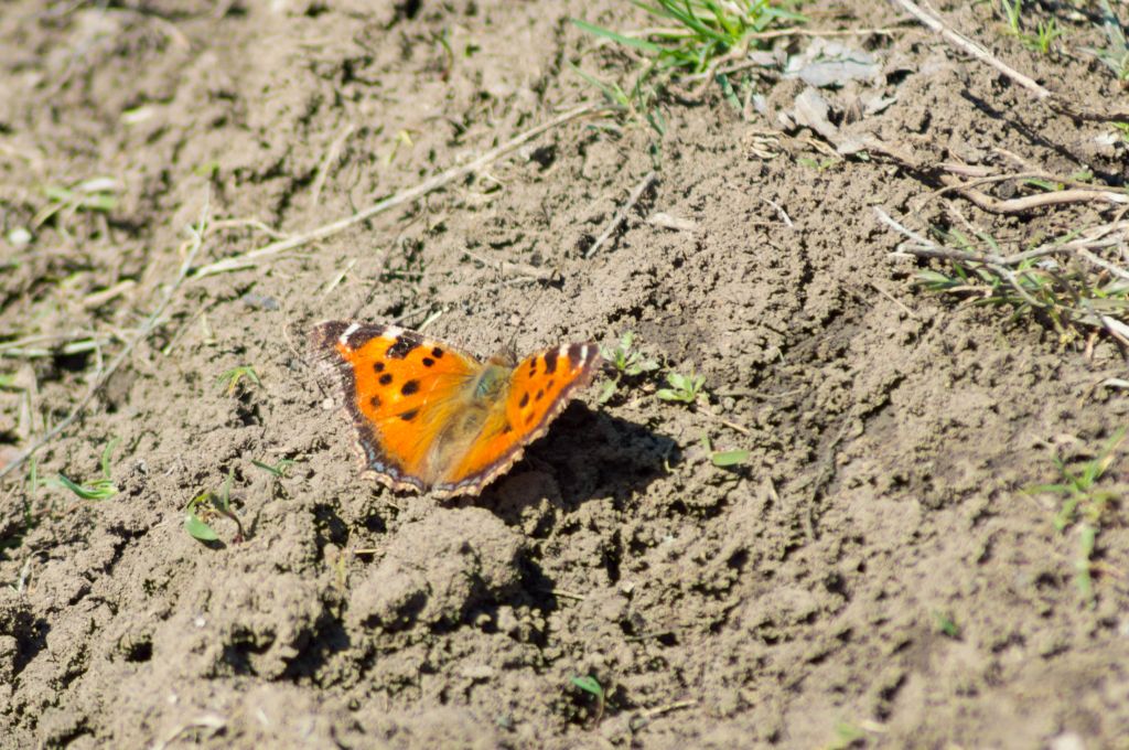 Nymphalis xanthomelas (Esper, 1781)