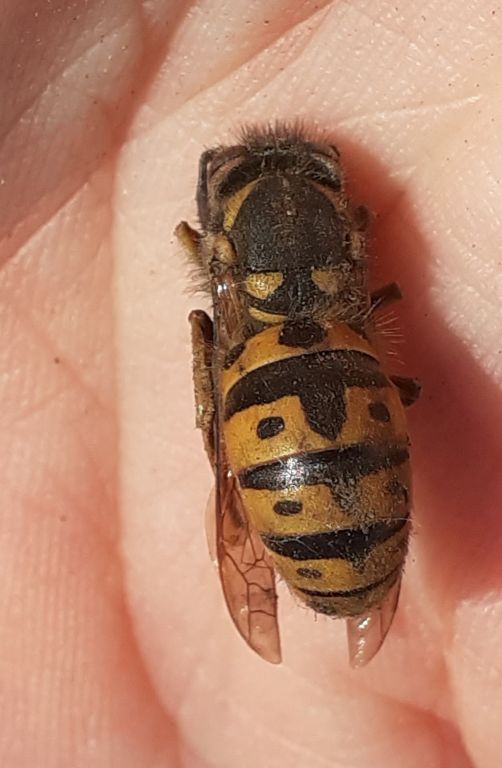 Vespula germanica (Fabricius, 1793)