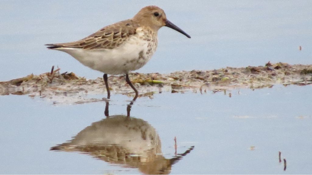 Calidris alpina (Linnaeus, 1758)