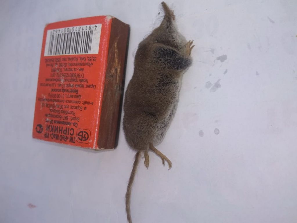Sorex araneus Linnaeus, 1758