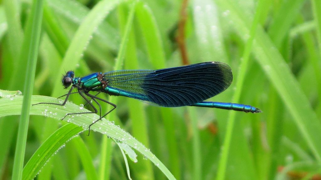 Calopteryx splendens (Harris, 1782)