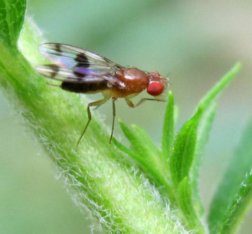 Chymomyza amoena (Loew, 1862)