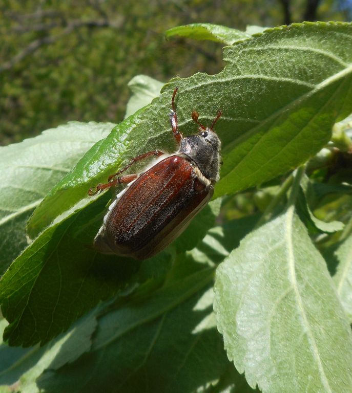 Melolontha melolontha (Linnaeus, 1758)