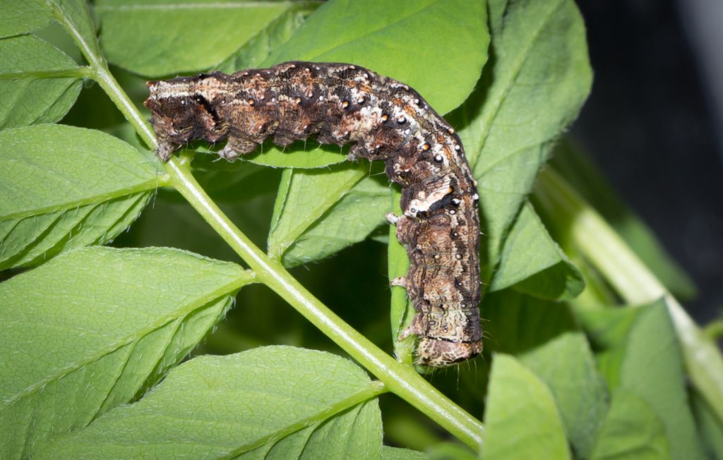 Geometridae