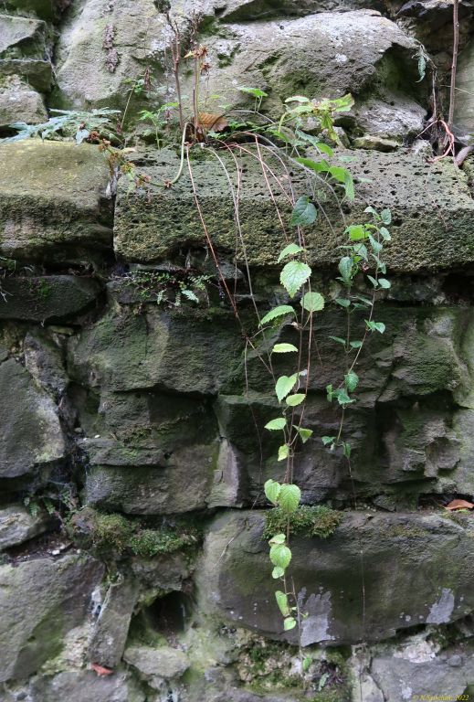 Lamium galeobdolon (L.) L.