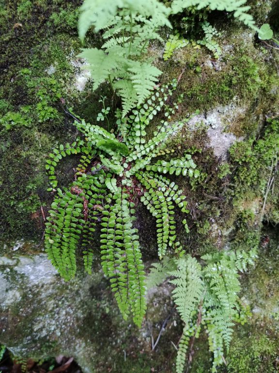 Asplenium trichomanes L.