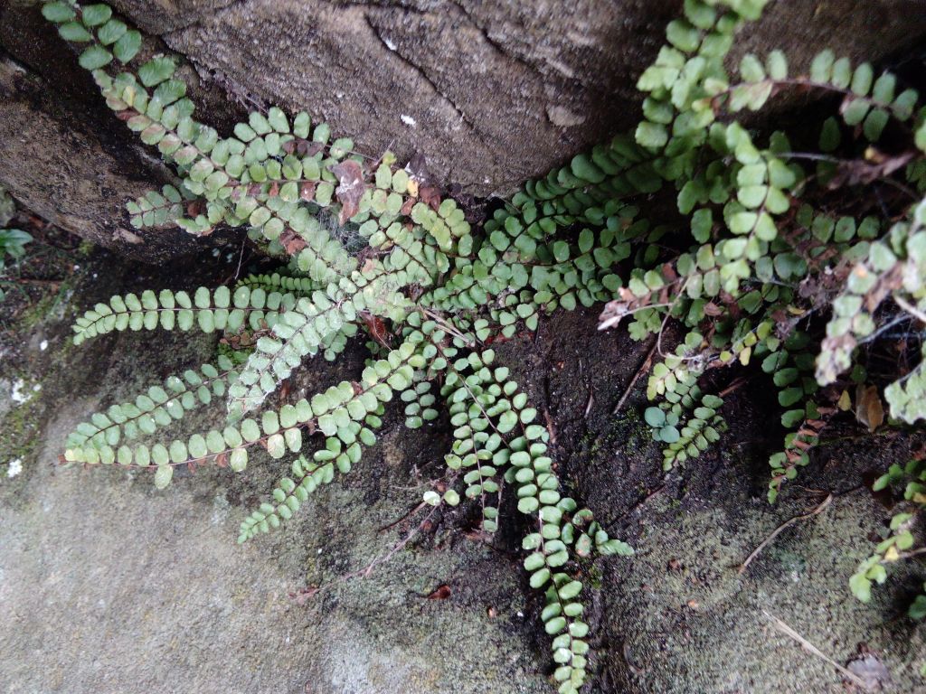 Asplenium trichomanes L.