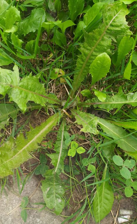 Taraxacum officinale Weber ex F.H.Wigg. s. l.