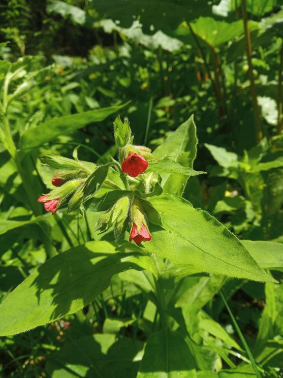 Pulmonaria filarszkyana Jáv.