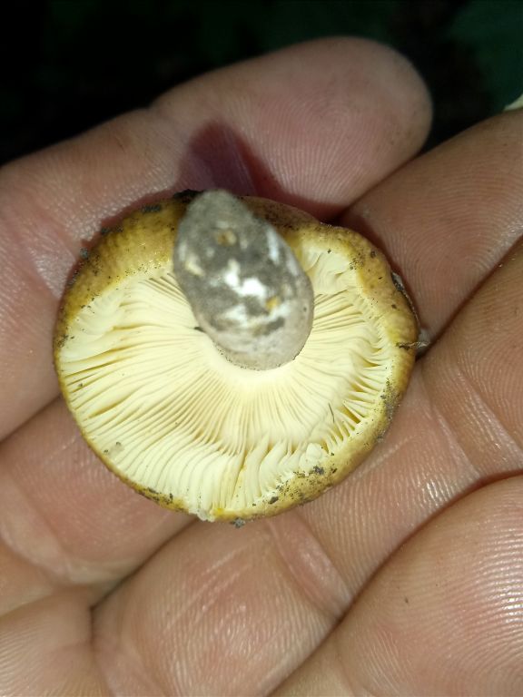 Russula