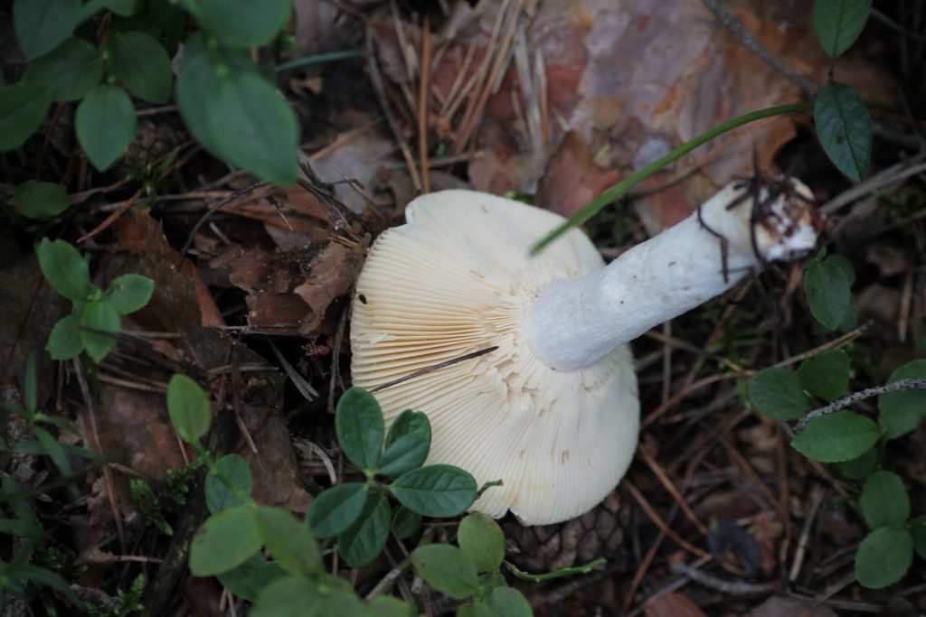 Russula