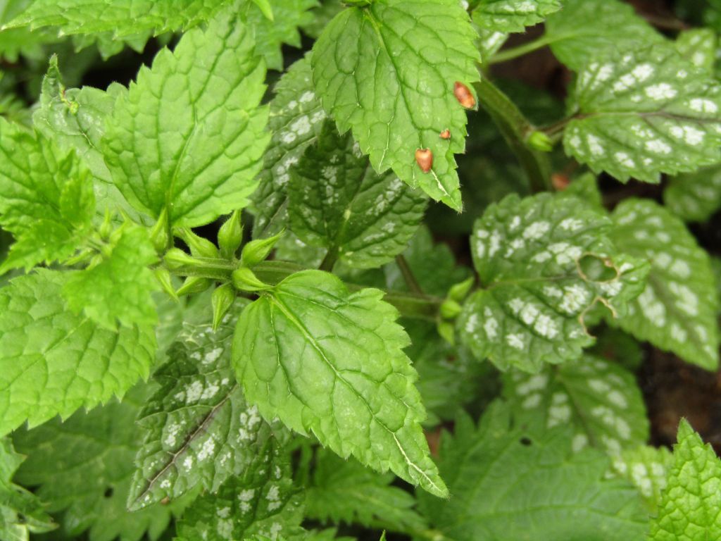 Lamium galeobdolon (L.) L.