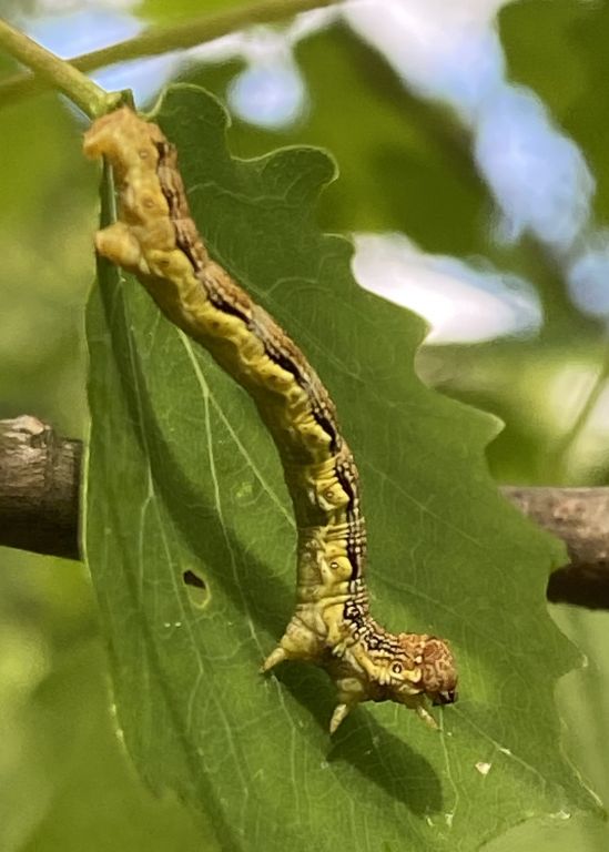 Erannis defoliaria (Clerck, 1759)
