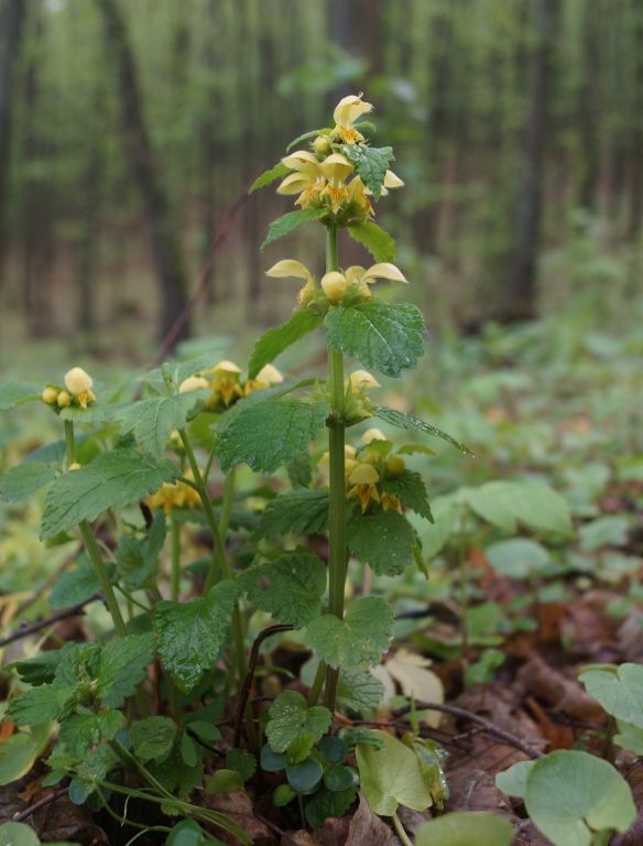 Lamium galeobdolon (L.) L.