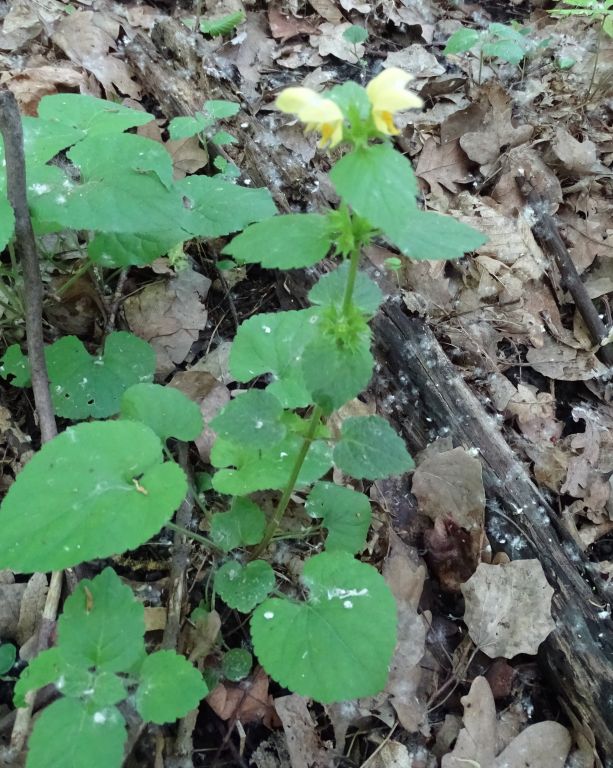 Lamium galeobdolon (L.) L.