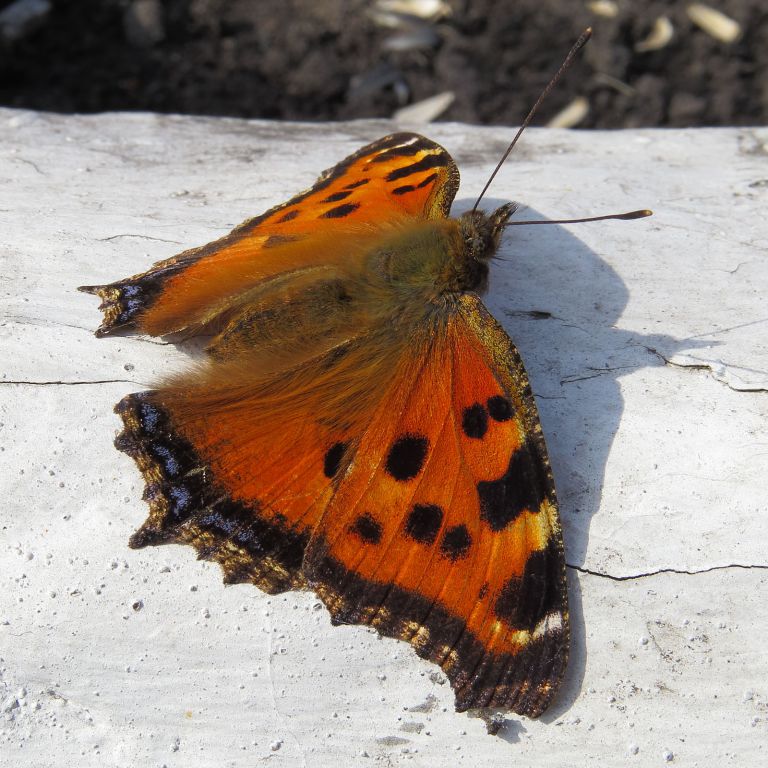 Nymphalis xanthomelas (Esper, 1781)